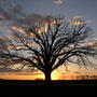 This bur oak, called The Big Tree by Missouri locals, has been around for centuries. When a drought strike a state final year, a village came together to offer assistance and H2O for a iconic tree.