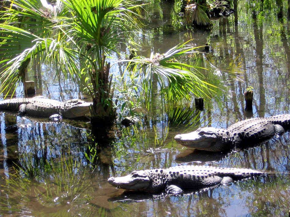 Alligators object themselves along a open waters in Silver Springs, Fla.